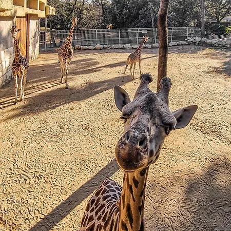 Lovely In Appartamento La Rochelle (Charente-Maritime)